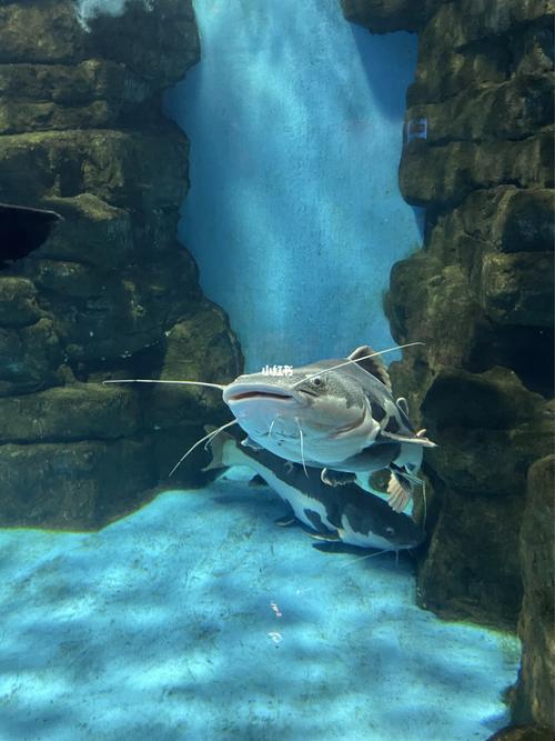 长沙海底世界：海洋生物与极地动物盛宴，一步一景的旅游乐趣