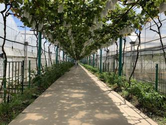 马陆葡萄主题公园：体验夏日的葡萄盛宴