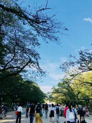 上野公园：东京最大的赏樱胜地，感受自然与人文的完美融合