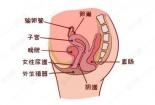 肚子隐隐作痛怎么回事：消化、妇科、泌尿系统疾病的可能性