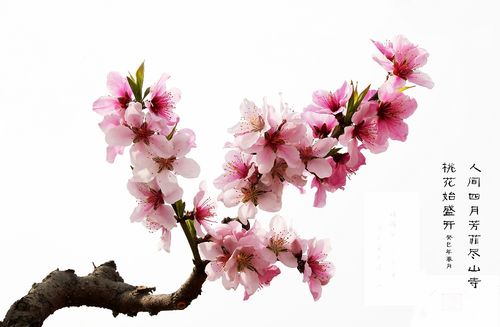 桃之夭夭灼灼其华：一首祝福新婚的美丽诗篇