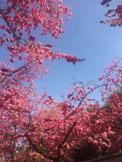 浪漫之旅！广东最大樱花观赏地——樱花峪等你来