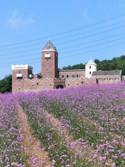 薰衣草庄园：杨家峪的农业体验胜地，感受多元农业魅力