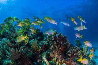 海洋之窗：一个大型水族馆，让你深入了解海洋的奥秘