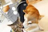 国米吧肠胃猫：一个舔狗舔到最后一无所有的悲伤故事