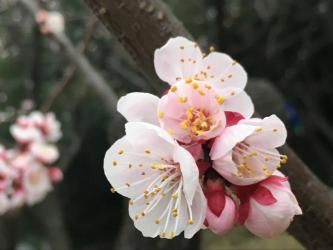 有花堪折直须折：珍惜青春，抓住机遇