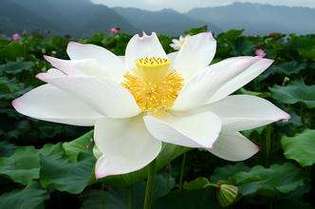 白莲花是什么意思？揭秘网络用语背后的真实含义