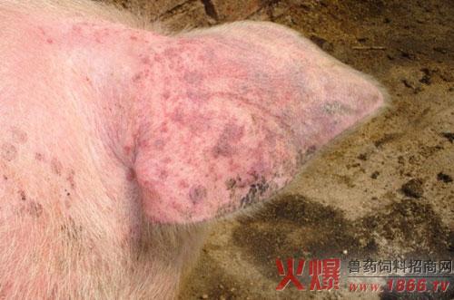 器质性病变：原因、症状与治疗方法的全面解析