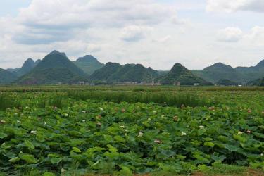 普者黑旅游景区：喀斯特岩溶地貌与荷花天堂的综合之美