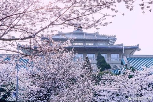 樱花盛宴与学术殿堂——探索武汉大学的美丽与深厚底蕴
