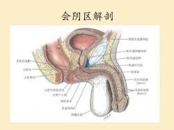 括约肌是什么梗：肛门内、外括约肌的区别与症状详解