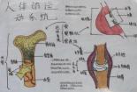 五脏六腑详解：人体器官的奥秘