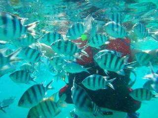 热浪岛：探索海底世界的瑰丽天堂