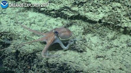 小猪章鱼：深海中的神秘生物，引人探索的奇特外形与特性