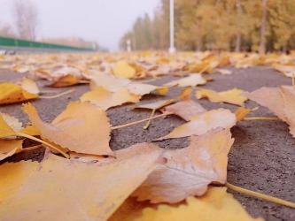 颠沛流离是什么意思：生活艰难、四处流浪的困境与成因