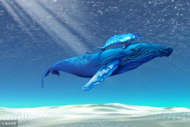 鲸鱼：不仅仅是鱼，更是神奇的哺乳动物