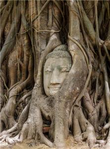 菩提树：佛教之树与生命之奇观图片展示