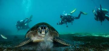 探索青岛海底世界：珍贵图片记录海洋生物的奇幻世界