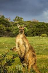 澳大利亚袋鼠：国宝级动物的魅力与力量