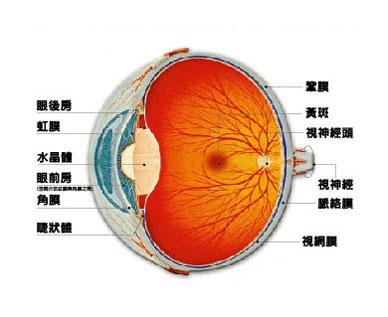 探索视网膜色素变性的有效治疗方法