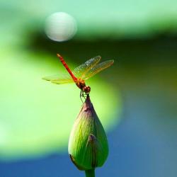 杨万里与“小荷才露尖尖角，早有蜻蜓立上头”的诗意人生