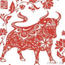 牛七：中药中的神奇瑰宝，多功效的健康守护者