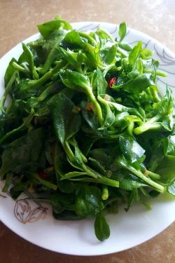 家常必备：凉拌穿心莲的制作方法与技巧