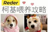 小奶狗怎么喂养？新生幼犬喂养指南