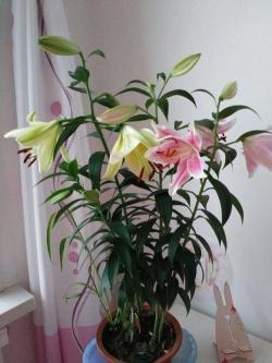 百合花的种植：从选种到花期，手把手教你种出美丽的百合花