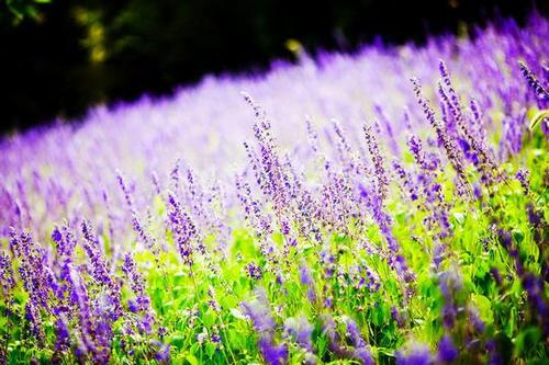 含花的诗句：古典之美中的绚丽花海
