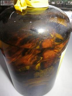 自制人参蛤蚧酒，滋补养生的佳品