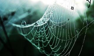 蜘蛛丝的奥秘：粗蜘蛛丝为何坚韧非凡，探索其神奇特性