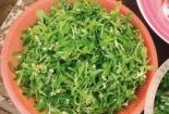 故乡的野菜：自然馈赠中的美味与回忆