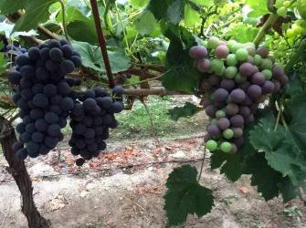 夏黑葡萄：产地、特征与栽培管理