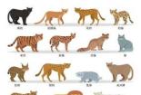 虎猫：丛林中的神秘猎手与生存智慧
