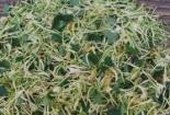 平邑金银花：沂蒙山区的珍宝与骄傲
