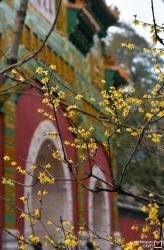 北京卧佛寺：千年古寺赏腊梅，幽静峡谷寻佛心