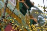 北京卧佛寺：千年古寺赏腊梅，幽静峡谷寻佛心