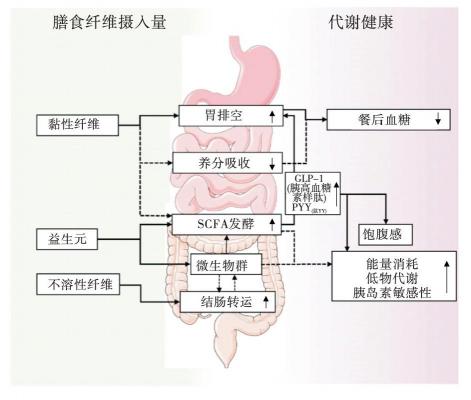 卵巢功能衰退调理指南：饮食、运动与药物三管齐下