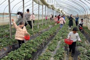 大兴采摘园：一站式农业休闲体验，尽享自然馈赠