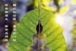 生死轮回诀：人道纪元中的修行与探索