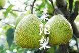 莱阳梨产地揭秘：探寻甘甜如饴的皇家贡品之源