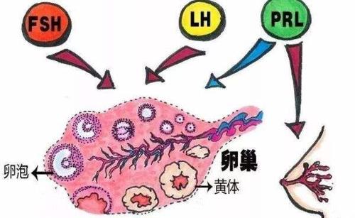 FSH：女性生殖健康的守护者