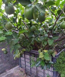 柠檬树的养殖方法与注意事项：打造茁壮生长的环境
