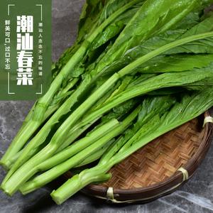 春菜的魅力：广东潮汕地区的特色蔬菜
