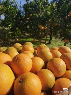 黔阳脐橙：洪江市的美味瑰宝，品质卓越，风味纯正