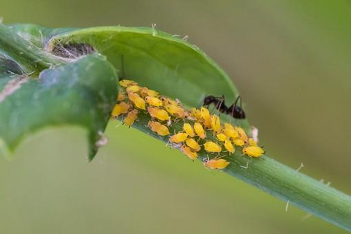 蚜虫：繁殖力强的小害虫，农林业的大威胁