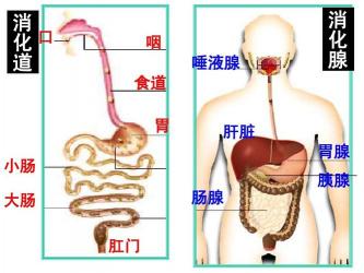 人体最大的消化腺是肝脏：胰腺的作用与功能