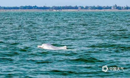 广西钦州三娘湾：探访海洋仙境与白海豚之乡