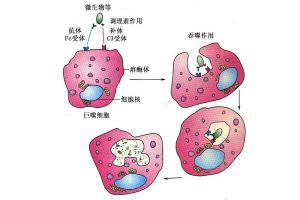 抗体：人体中的免疫守护者，存在于何处？